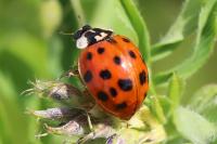 Harmonia axyridis