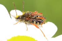 Stenopterus rufus