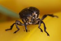 Mononychus punctumalbum