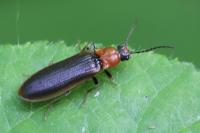 Denticollis linearis