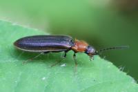 Denticollis linearis