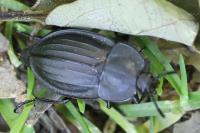 Silpha carinata