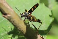 Clytus arietis