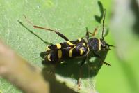 Clytus arietis