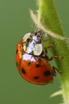 Harmonia axyridis