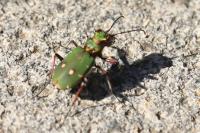 Cicindela campestris