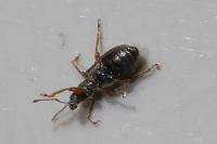 Phyllobius oblongus
