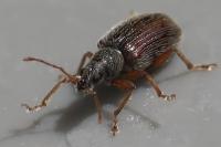 Phyllobius oblongus