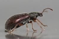 Phyllobius oblongus