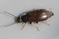 Scraptia dubia