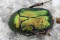 Cetonia aurata
