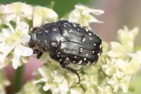 Oxythyrea funesta