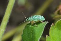 Polydrusus formosus