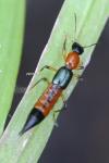 Paederus