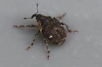 Nedyus quadrimaculatus