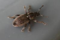 Polydrusus marginatus