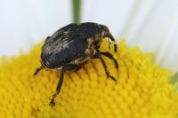 Mononychus punctumalbum
