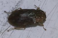 Helophorus