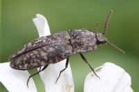 Agrypnus murinus