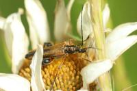 Oedemera podagrariae