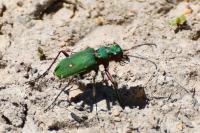 Cicindela campestris