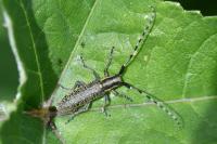 Agapanthia villosoviridescens