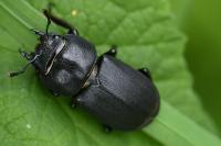 Dorcus parallelipipedus