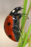 Coccinella septempunctata