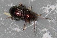 Crepidodera aurea