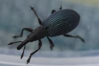 Perapion violaceum