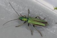 Oedemera nobilis