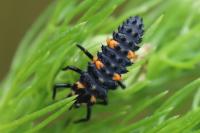 Coccinella septempunctata