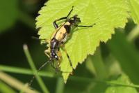 Rutpela maculata