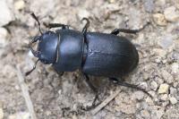 Dorcus parallelipipedus