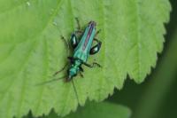 Oedemera nobilis