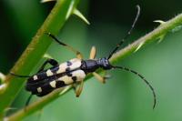 Rutpela maculata