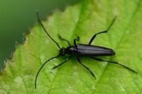 Rutpela nigra