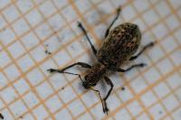 Polydrusus cervinus