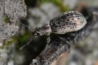 Polydrusus cervinus