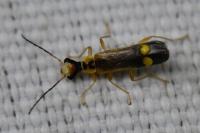 Malthinus seriepunctatus