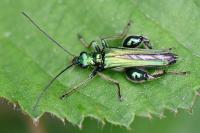 Oedemera nobilis
