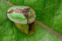 Cassida vibex