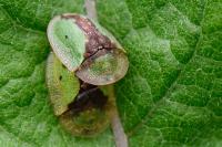 Cassida vibex