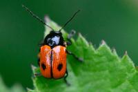 Cryptocephalus bipunctatus