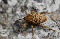 Curculio pellitus