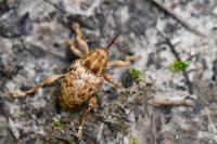 Curculio pellitus