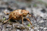 Curculio pellitus