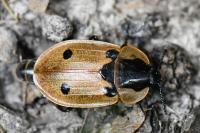 Dendroxena quadrimaculata