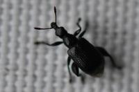 Deporaus betulae