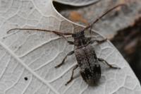 Exocentrus adspersus